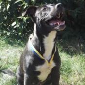 dog sitting and looking up