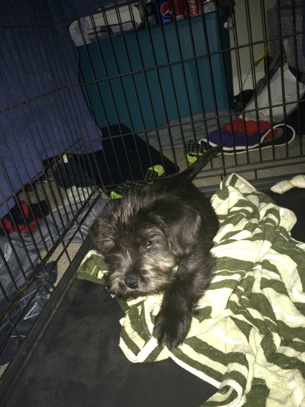 puppy in a wire kennel