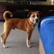 brown and white dog with uncurled tail