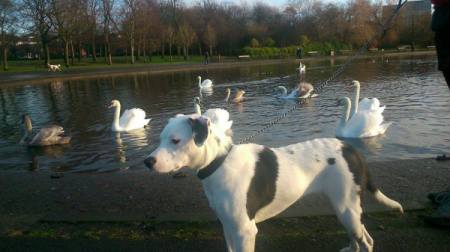 dog with lake and swans in background