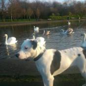 dog with lake and swans in background