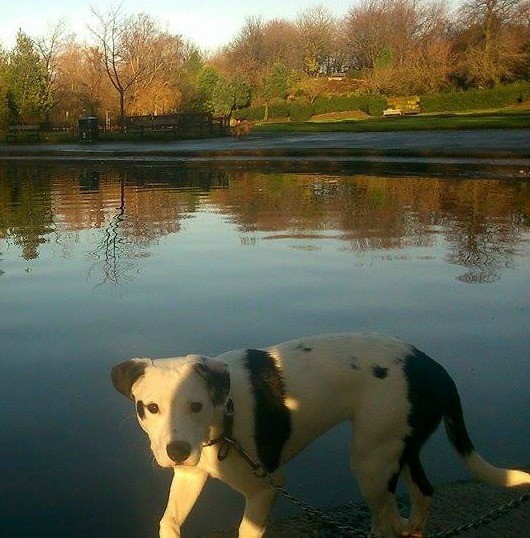 dog near lake
