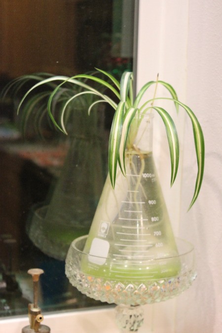 Rooting a Spider Plant - spider plant in flask