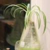 Rooting a Spider Plant - spider plant in flask
