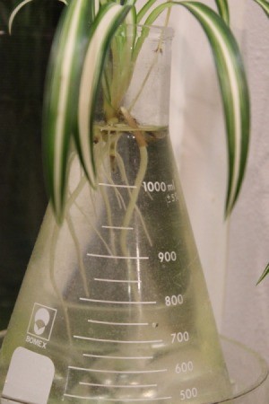 Rooting a Spider Plant - new roots on plant
