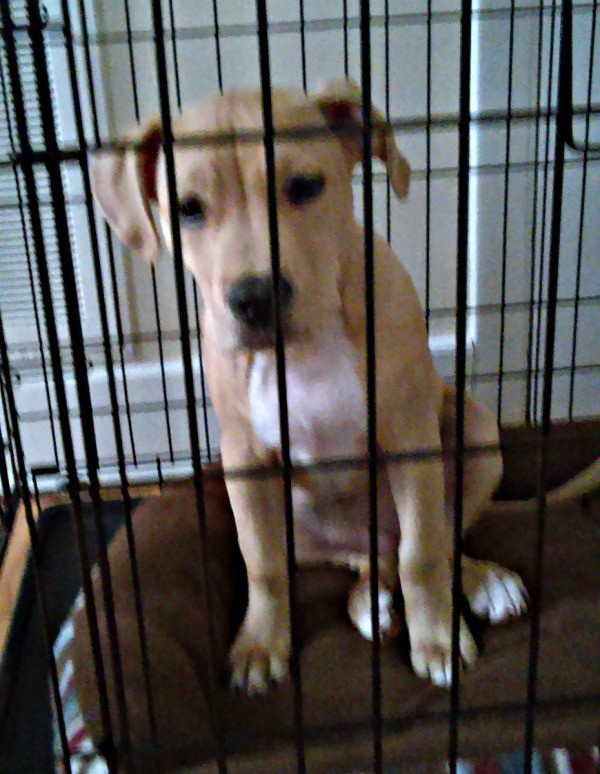 puppy in a black wire kennel