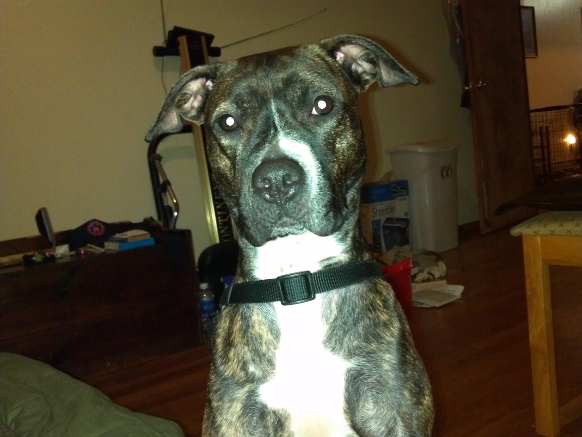 Dog Poops and Chews When Left Alone? ThriftyFun