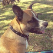 tan dog with white on nose