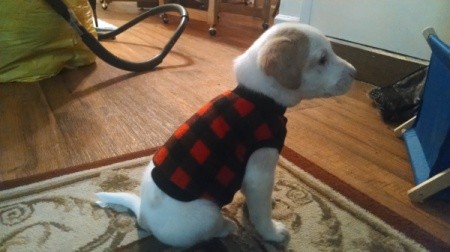 white puppy with tan ears sitting