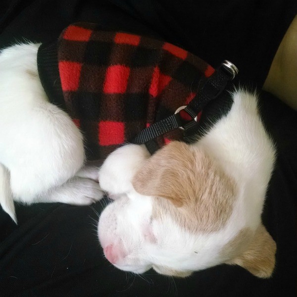 sleeping in his red and black plaid coat