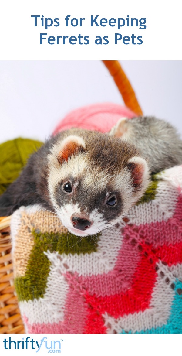 Tips for Keeping Ferrets as Pets ThriftyFun