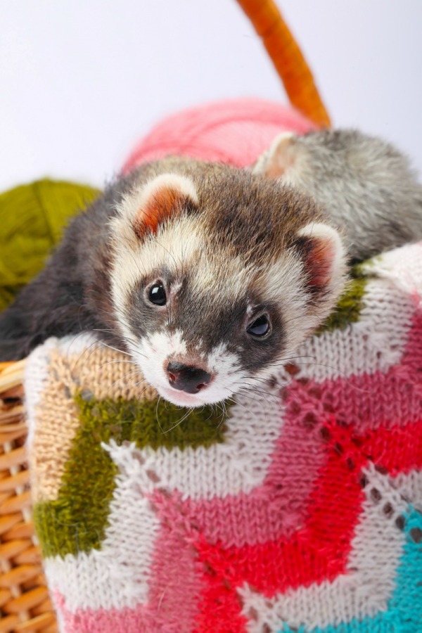 Tips for Keeping Ferrets as Pets | ThriftyFun
