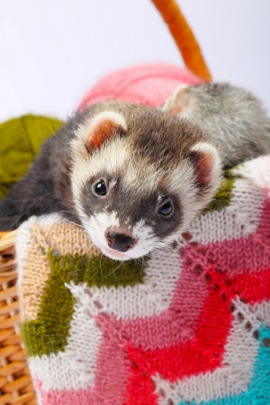 sable ferret in a basket