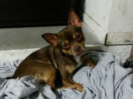 brown and tan dog on towel