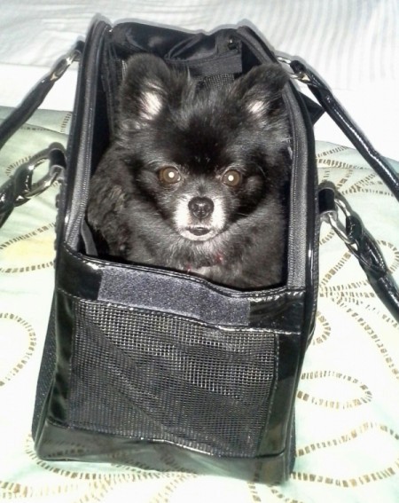 black Pom in a carry case