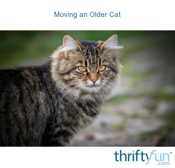 Moving an Older Cat? ThriftyFun