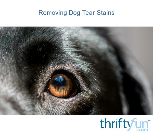 Removing Dog Tear Stains ThriftyFun