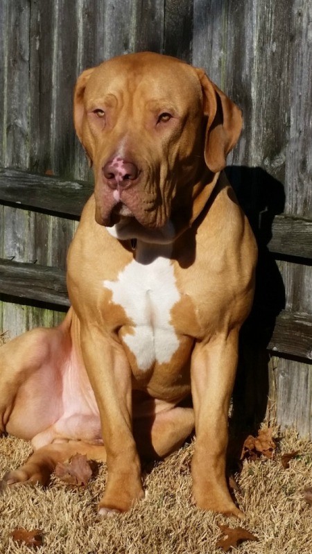 frontal photo of large brown hound type dog