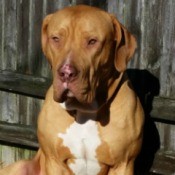frontal photo of large brown hound type dog