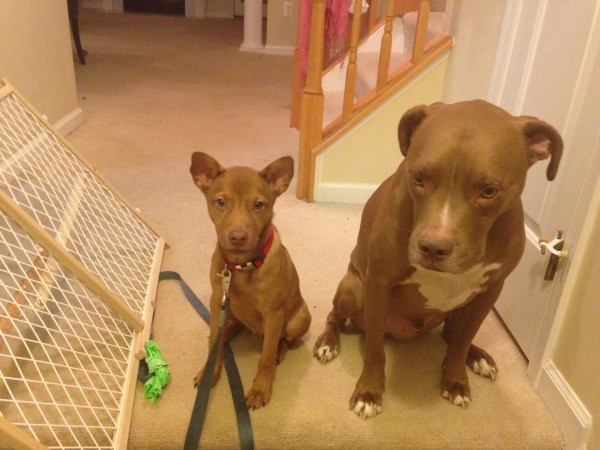 puppy standing next to adult Pit looking dog