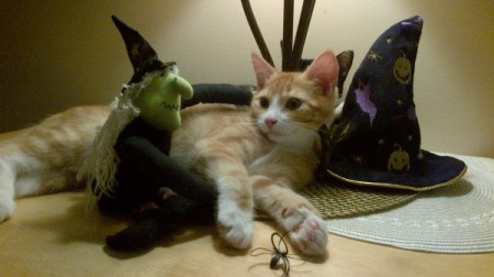 kitten with witch and hat