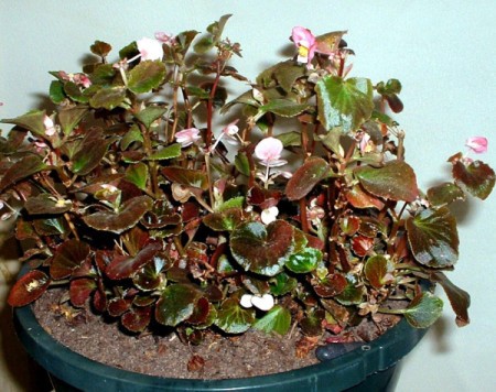 wax begonia in flower pot