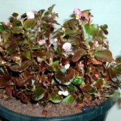 wax begonia in flower pot