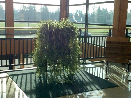 Rooting a Spider Plant - large mother plant