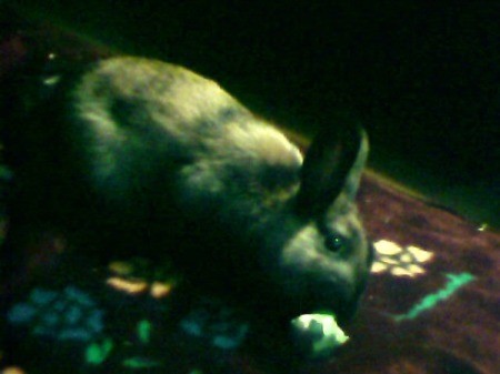 rabbit, very dark photo