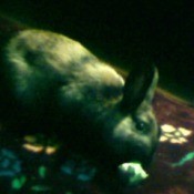 rabbit, very dark photo