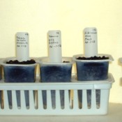 pudding cups with seeds