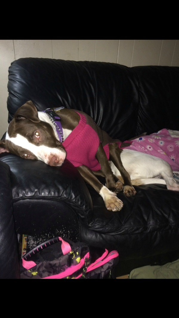 dark brown and white dog on couch