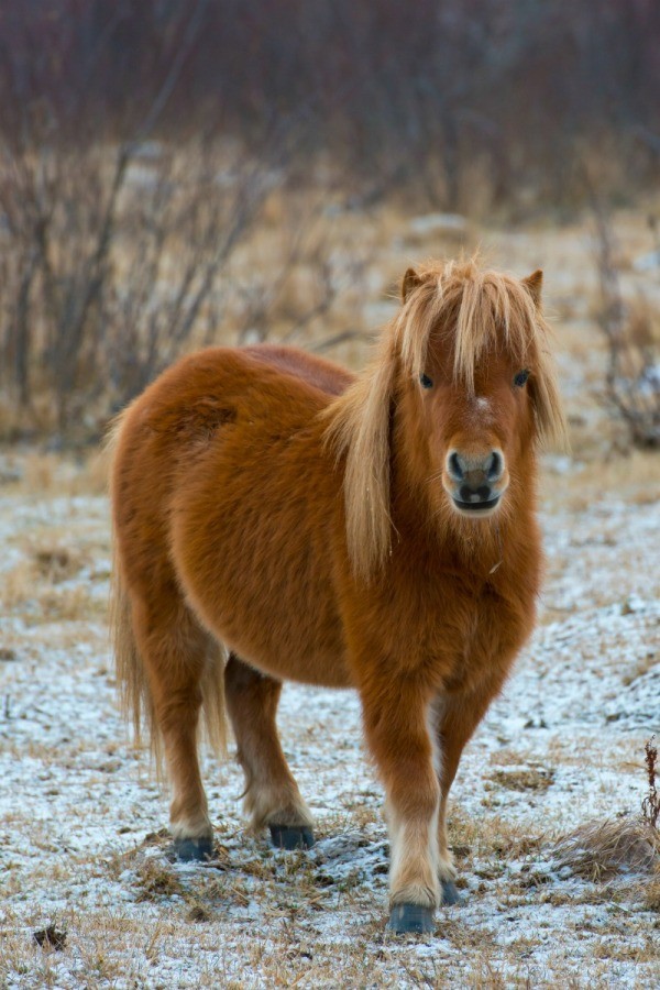 Shetland Pony Information and Photos | ThriftyFun