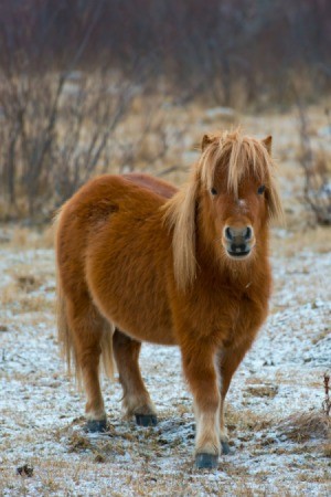 pony in lightly snow covered field