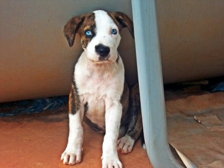 brown and white puppy with blue eyes, sitting