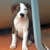 brown and white puppy with blue eyes, sitting