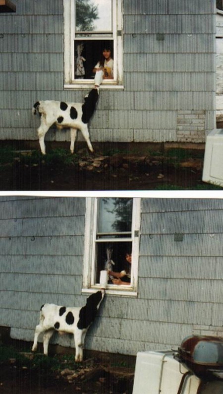 Spot (Holstein Cow)
