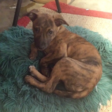 brindle puppy lying on a rug