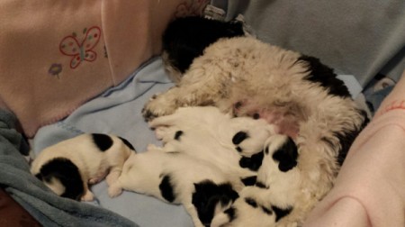 Shih and puppies