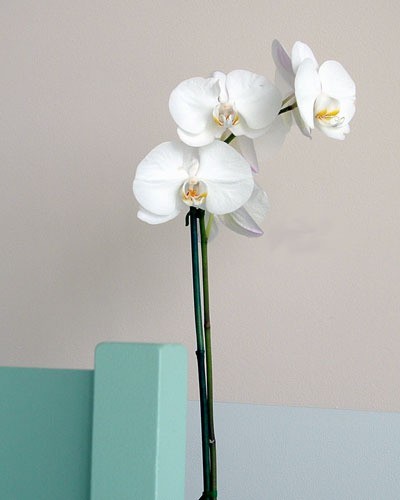 orchid1.jpg