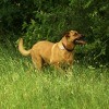 dog in tall grass