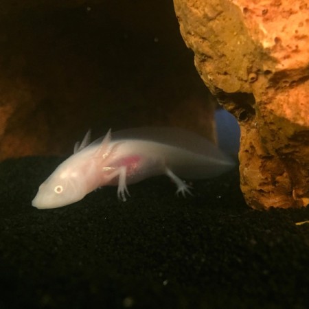 Axel (Axolotl)