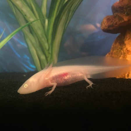 Axel (Axolotl)