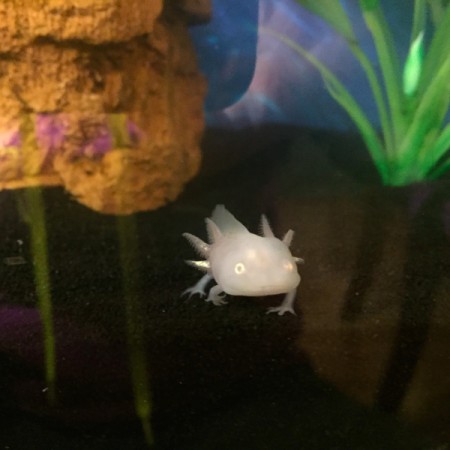 Axel (Axolotl)