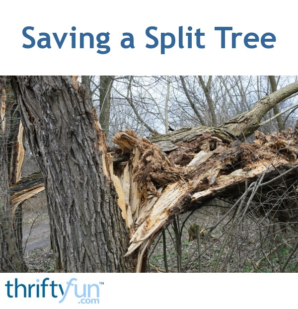 Saving a Split Tree? ThriftyFun