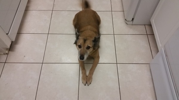 brown dog stretched out on tile floor