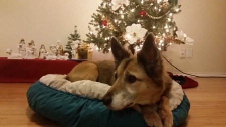 dog in bed near Christmas tree
