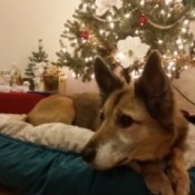 dog in bed near Christmas tree