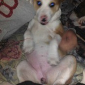 face and belly of a dog