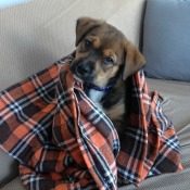 under a plaid blanket